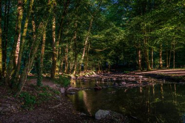 Altenberg, Almanya 'daki orman nehri. 