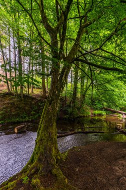 Altenberg, Almanya 'daki orman nehri. 