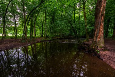 Altenberg, Almanya 'daki orman nehri. 