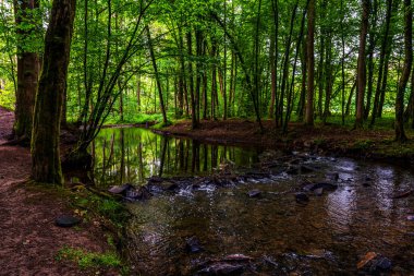 Altenberg, Almanya 'daki orman nehri. 