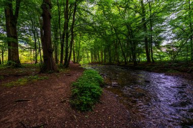 Altenberg, Almanya 'daki orman nehri. 