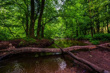 Altenberg, Almanya 'daki orman nehri. 