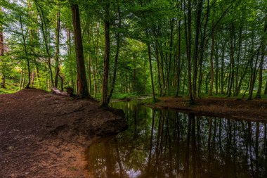 Altenberg, Almanya 'daki orman nehri. 