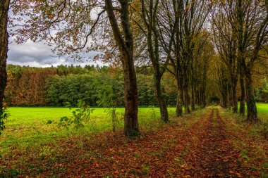 Kestane ağacı bulvarı Sonbaharda
