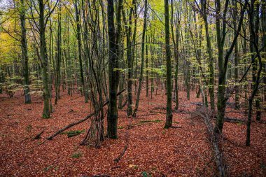 Sonbaharda doğal orman, Eifel Ulusal Parkı. Almanya.