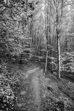 Siyah beyaz fotoğrafçılık. Sonbaharda doğa ormanı.