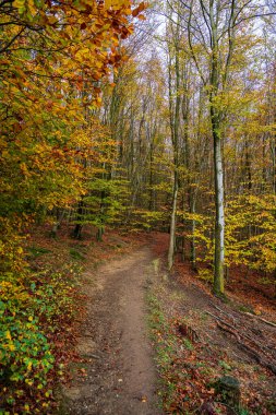 Sonbaharda doğal orman, Eifel Ulusal Parkı. Almanya.