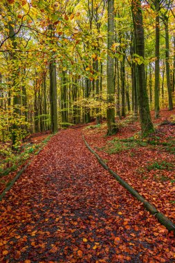 Sonbaharda doğal orman, Eifel Ulusal Parkı. Almanya.