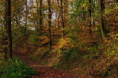Sonbaharda doğal orman, Eifel Ulusal Parkı. Almanya.