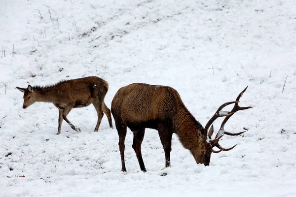 Deer in winter in Bavaria