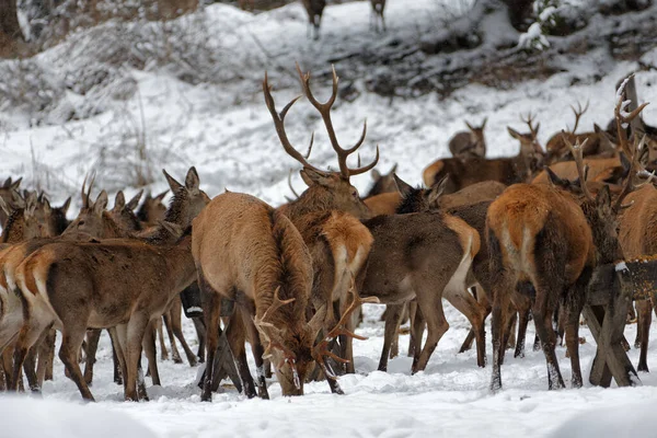 巴伐利亚冬季的鹿 — 图库照片