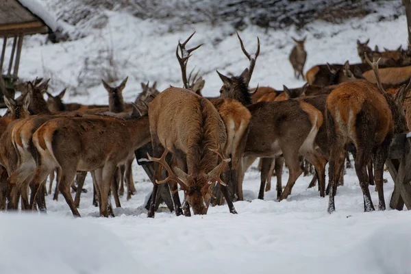 Cervi Inverno Baviera — Foto Stock