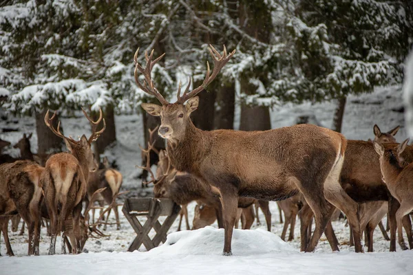 Cervi Inverno Baviera — Foto Stock