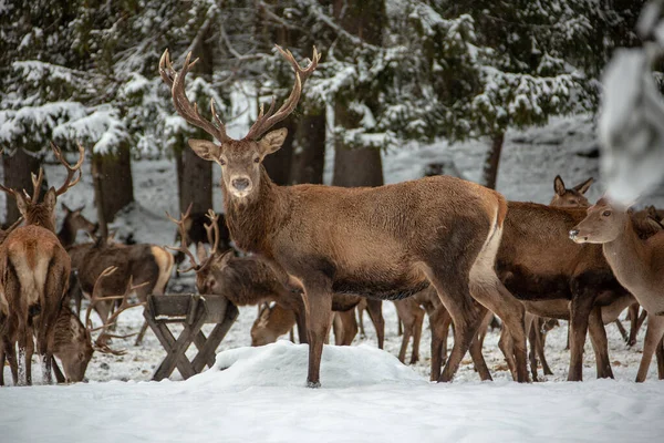 Cervi Inverno Baviera — Foto Stock