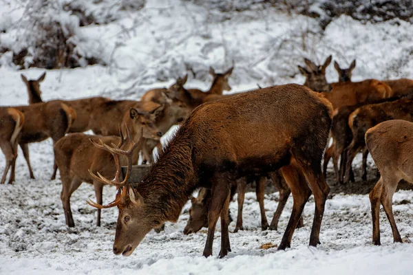 Deer Winter Bavaria — Stock Photo, Image