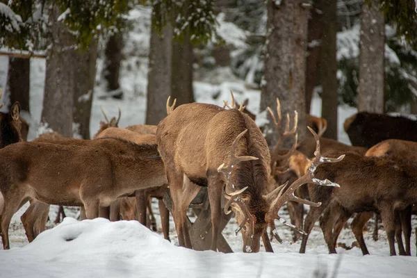 巴伐利亚冬季的鹿 — 图库照片