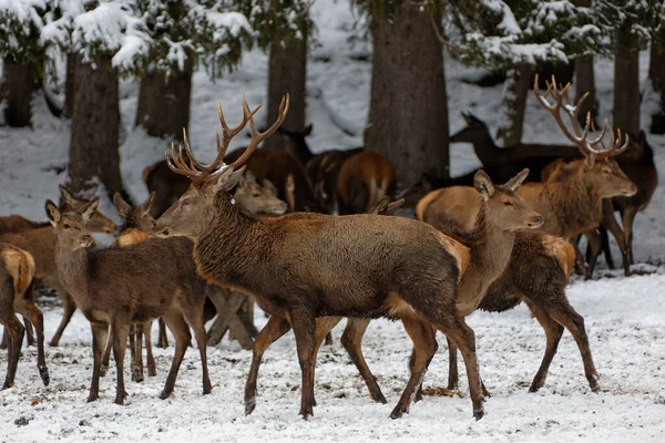 Deer Winter Bavaria — Stock Photo, Image