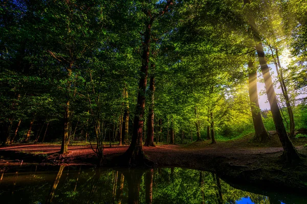 Μυστικιστικό Και Μυστηριώδες Δάσος Στο Ηλιοβασίλεμα — Φωτογραφία Αρχείου
