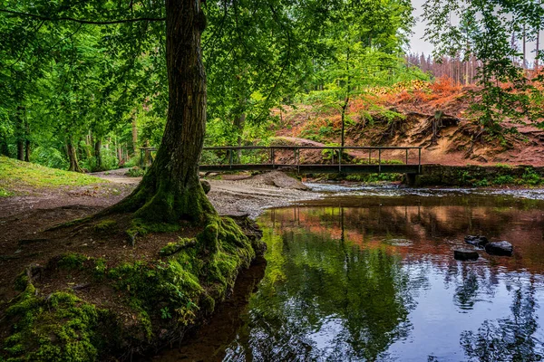 森林中的木桥 远足的小径 — 图库照片