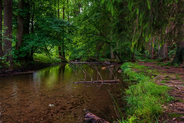Лісова Річка Альтенберзі Німеччина — стокове фото