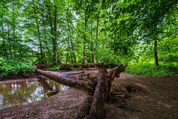 Río Bosque Altenberg Alemania —  Fotos de Stock