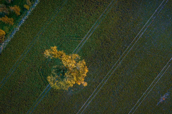 ドローンによる空中写真 上から見た森 — ストック写真
