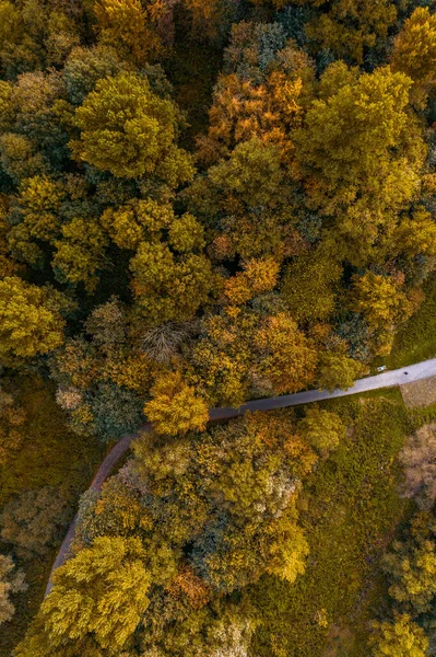 Drone fotoğrafçılık, sonbaharda hava manzaralı orman.