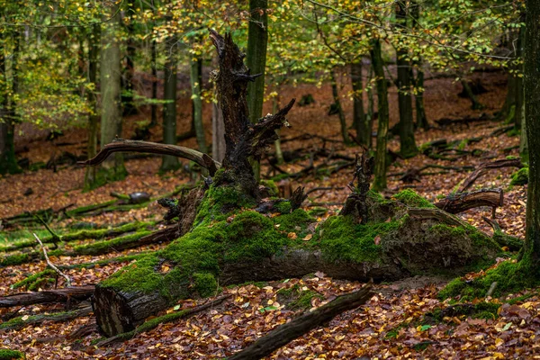 Старе Зламане Дерево Заповіднику — стокове фото