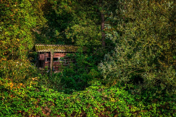 Güneş Işığındaki Eski Orman Kulübesi — Stok fotoğraf