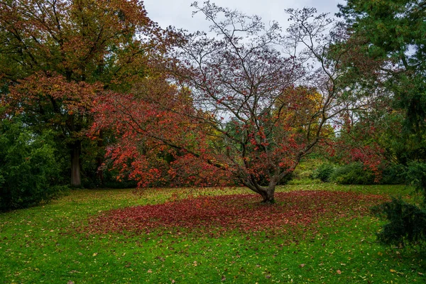 Strom Červenými Listy Parku — Stock fotografie