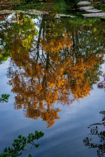 Spiegelung Eines Baumes See — Stockfoto