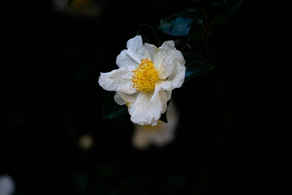 Vit Vildblomma Naturparken — Stockfoto