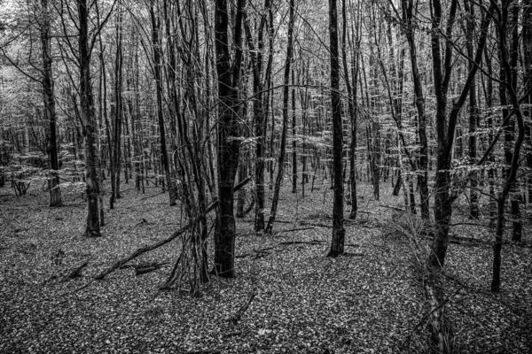 黑白摄影 秋天的自然森林 — 图库照片