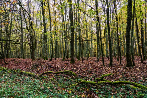 Természetes Erdő Ősszel Eifel Nemzeti Park Németország — Stock Fotó