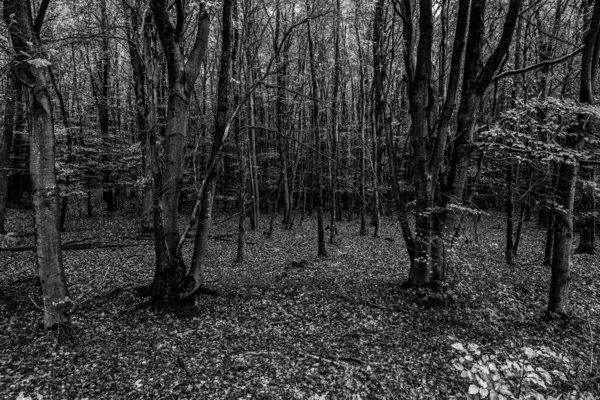 Schwarz Weiß Fotografie Naturwald Herbst — Stockfoto