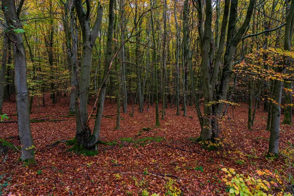 Природний Ліс Восени Національний Парк Ейфель — стокове фото