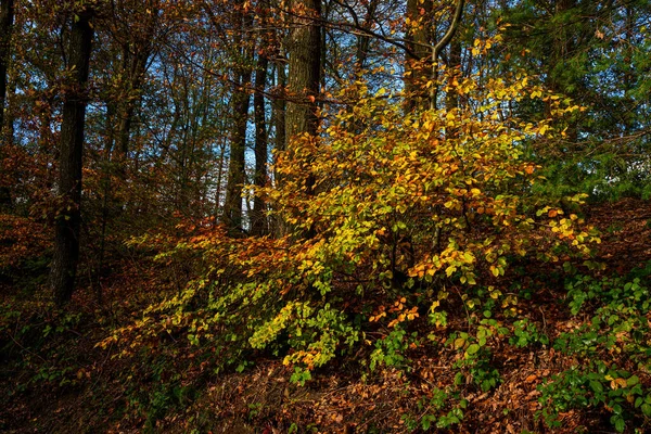 Bosque Natural Otoño Parque Nacional Eifel Alemania — Foto de Stock