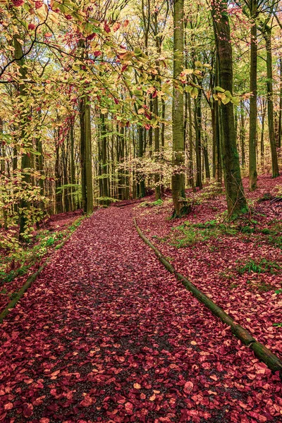 Naturalny Las Jesienią Park Narodowy Eifel Niemcy Zdjęcia Stockowe bez tantiem