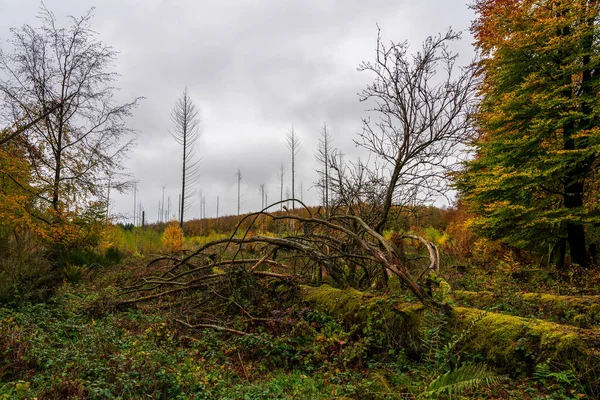 Alter Umgestürzter Baum Naturschutzgebiet Eifel Stockbild