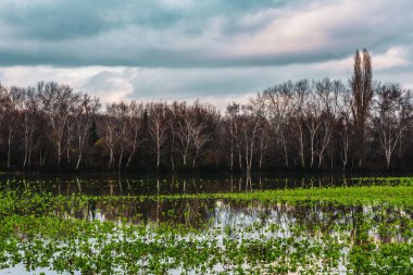 Ren, Almanya 'da sel. 