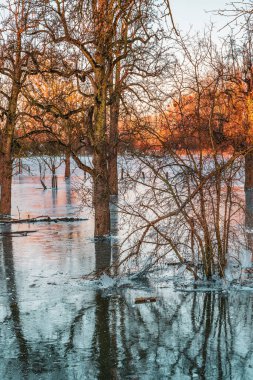 Sel ve soğuk bir geceden sonra buzla kaplı tarla, Düsseldorf Almanya.