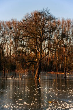 Sel ve soğuk bir geceden sonra buzla kaplı tarla, Düsseldorf Almanya.