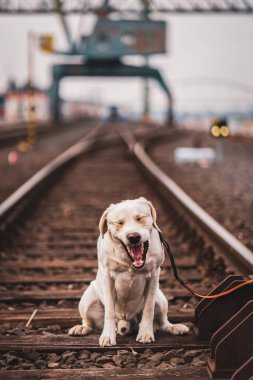 Demiryolu raylarındaki bir köpeğin portresi. Labrador Retriever.