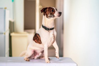 Beyaz taburedeki bir köpeğin portresi..