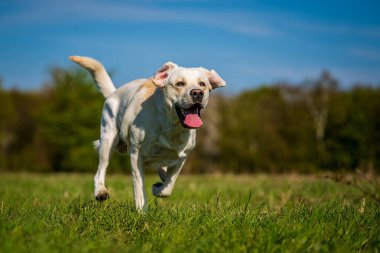 Çayırda dili dışarıda koşan bir köpek..