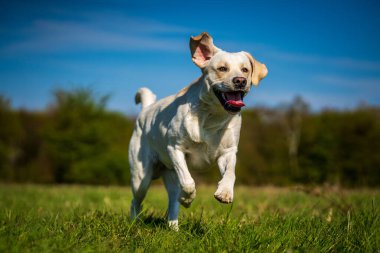 Çayırda dili dışarıda koşan bir köpek..