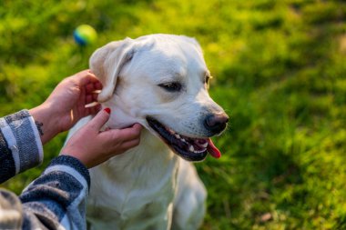 kadın ile köpek oynama