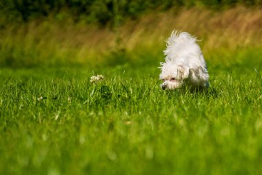 Küçük Maltese çayırda oynuyor.