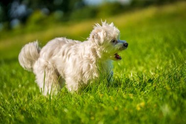Küçük Maltese çayırda oynuyor.