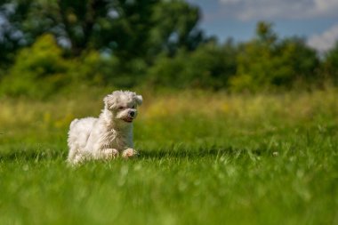 Küçük Maltese çayırda oynuyor.